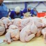 Raw chicken thighs being processed in a high-precision industrial facility